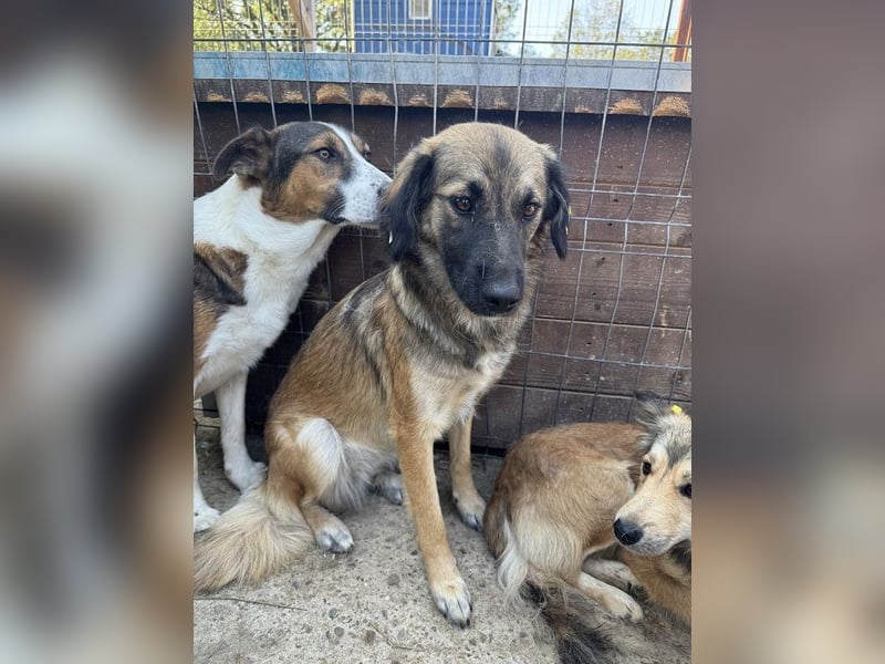 ♥KIKI♥ sanfte, ganz liebe, feinfühlige und nie aufdringliche Junghündin mit ganz weichem Fell 50 cm