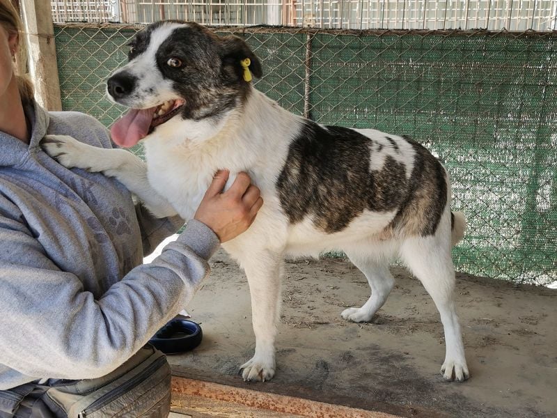 ♥SALLY♥ bildhübsche, ausgesprochene temperamentvolle und ganz menschenbezogene Hündin 46 cm