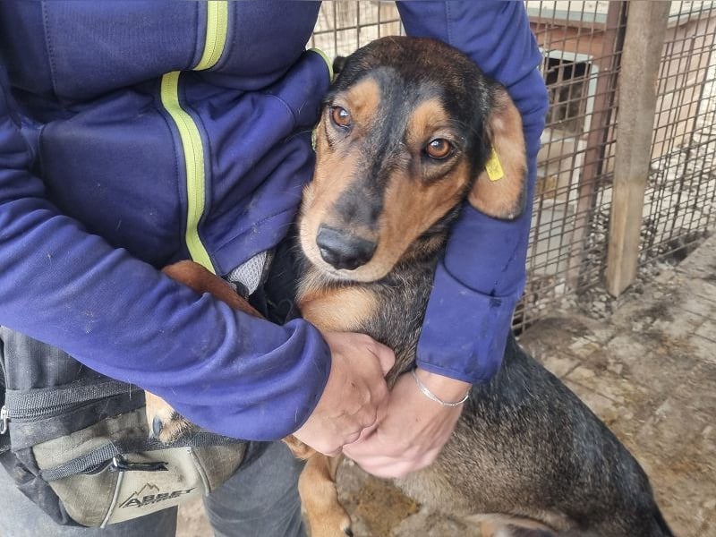 ♥GAROU♥ wunderschöner rotbraun-schwarzer, anhänglicher Rüde mit unglaublicher Lebensfreude 50 cm