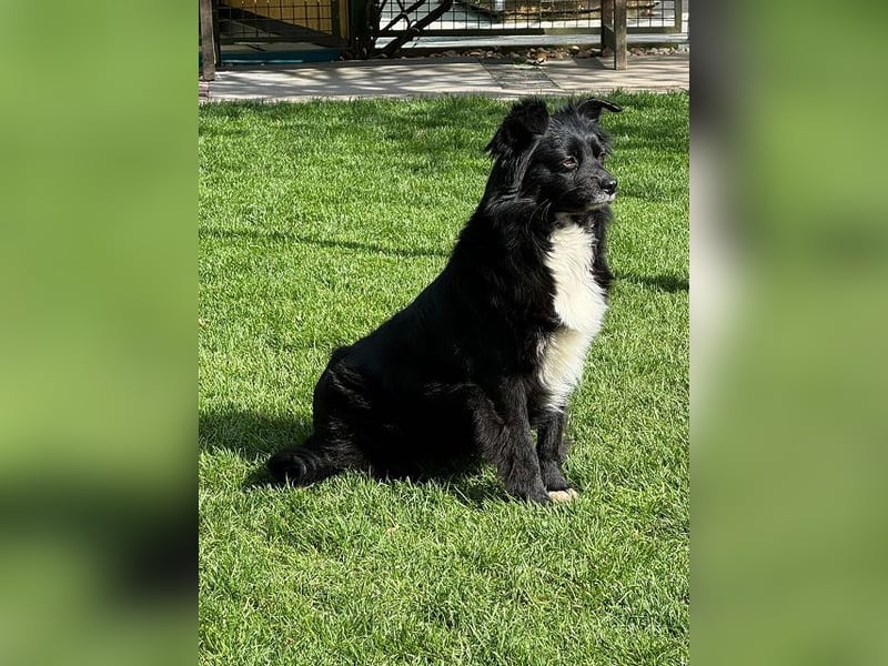 ♥ZELDA♥ auf Pflegestelle in Köln - ganz niedliche, kleine, noch etwas unsichere Hündin 41cm