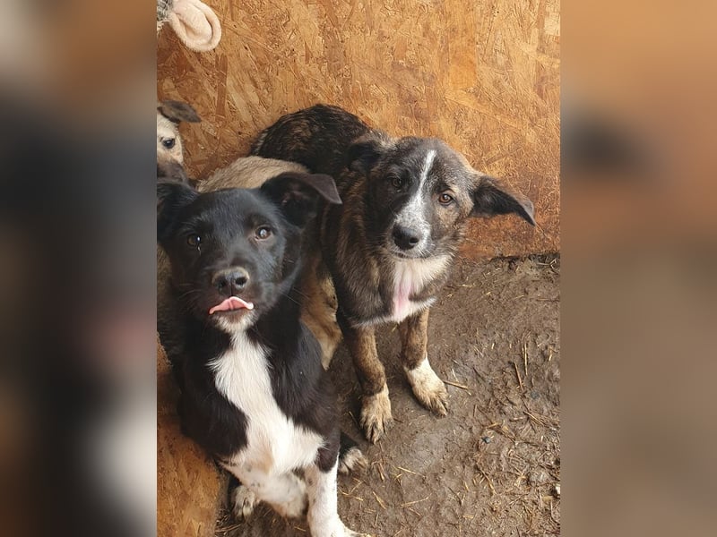 ♥CLARA♥ niedliche, verspielte Junghündin, die aktuell zu dünn ist ca. 48 cm