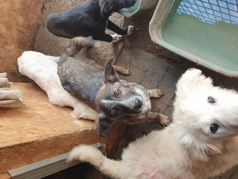 ♥CLARA♥ niedliche, verspielte Junghündin, die aktuell zu dünn ist ca. 48 cm