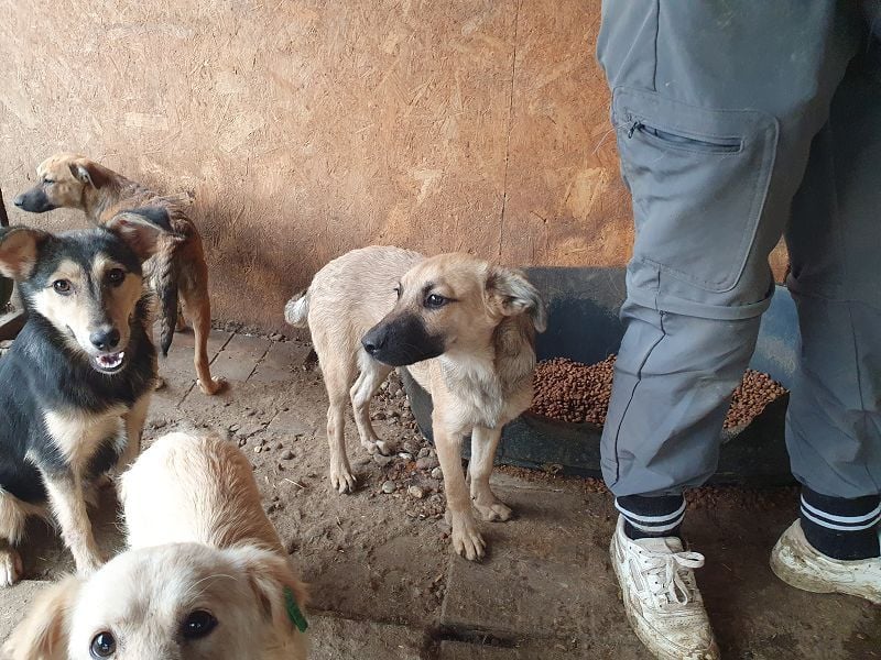 ♥LUKE♥ neu auf Pflegestelle bei Köln - süßer, charmanter, hübscher Bub 43cm (wachsend)