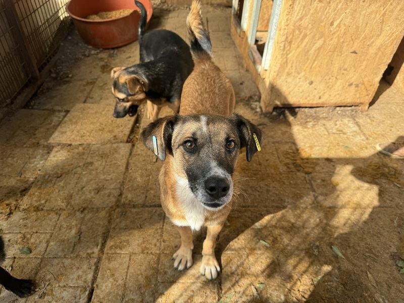 ♥NICO♥ verschmuster, sehr menschenbezogener, aufgeschlossener hübscher Rüde 47 cm