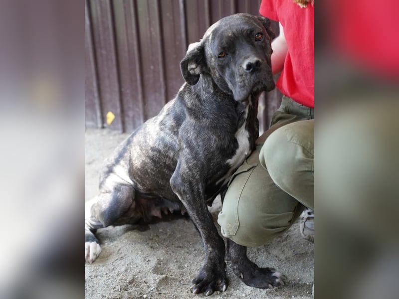 ⭐️Alba⭐️,  Knutschkugel, Cane-Corso-Mix, 49 cm, 1 Jahr, Tierschutz Rumänien