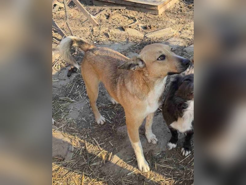 ⭐️Kimba⭐️, vorwitzige Hündin, 3,5 Jahre, 45 cm, Mischling, Tierschutz Rumänien