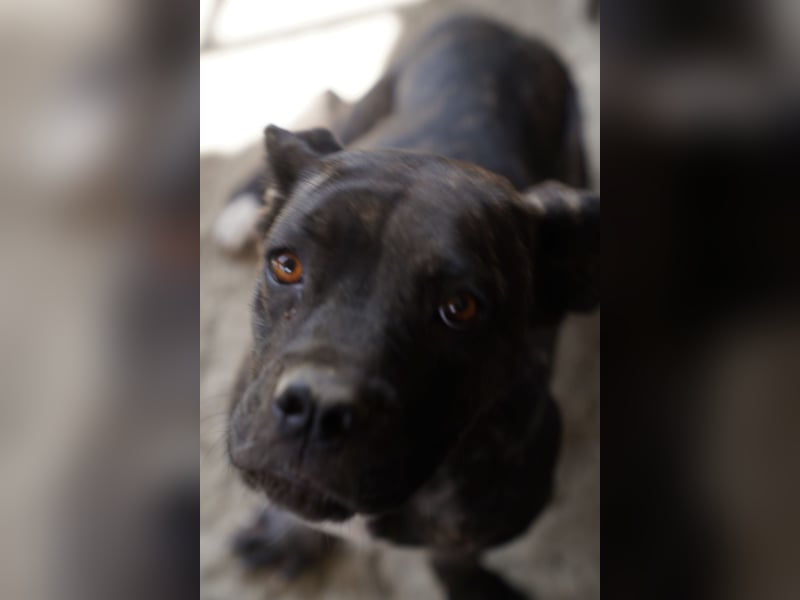 ⭐️Alba⭐️,  Knutschkugel, Cane-Corso-Mix, 49 cm, 1 Jahr, Tierschutz Rumänien