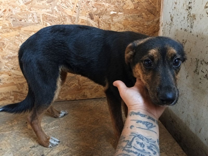 NARCISA, sanfte Junghündin, 7 Monate, 42 cm, Mischling, Tierschutz Rumänien