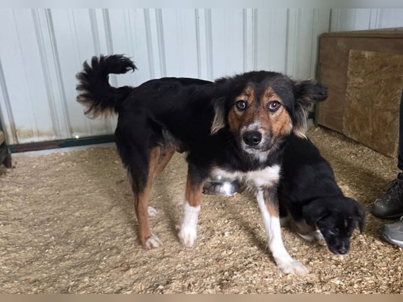 ♥SALOME♥ neu auf Pflegestelle bei Leverkusen - bildhübsche, sensible, kluge Hundemama 49cm