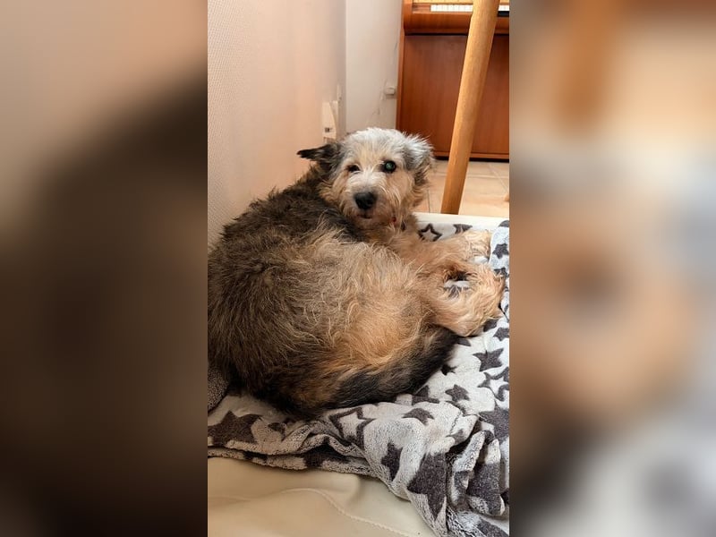 ♥LENI♥ auf Pflegestelle bei Düsseldorf - sehr sanfte, zarte, anhängliche Hündin 48 m