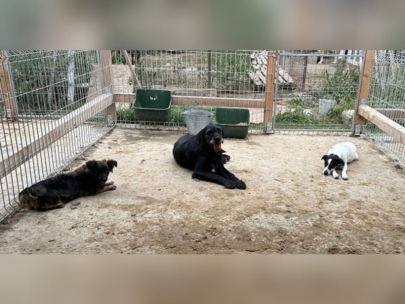 ♥ANIKA♥ zauberhafte, total menschenbezogene, zarte Hündin mit der handlichen Größe von 45 cm