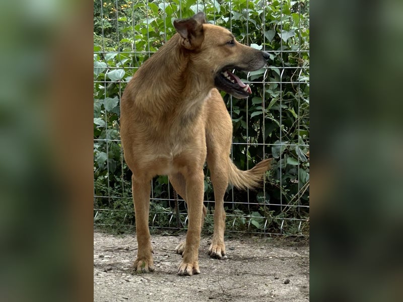 ⭐️FEIVEL⭐️, Rüde, 4,5 Jahre, 46 cm, Mischling, Tierschutz Rumänien