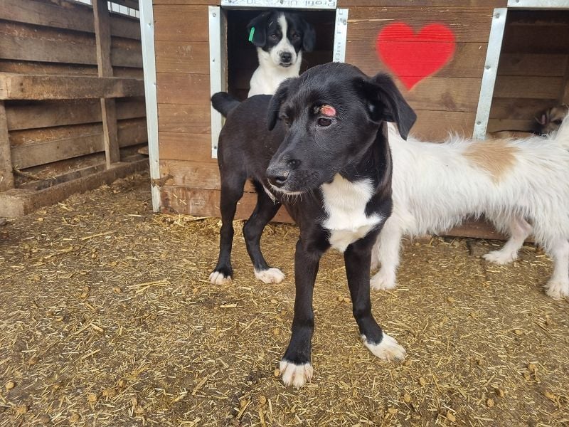 ♥ALBIE♥ wunderschöner, fröhlicher, verschmuster Sonnenschein
