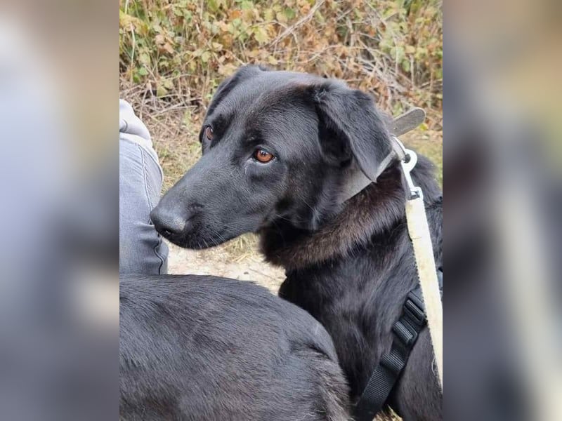 ⭐️COSTEL⭐️, lieber Charakter-Kopf, Rüde, 3,5 Jahre, 42 cm, Mischling, Tierschutz Rumänien