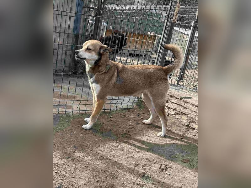 ⭐️KODA⭐️, vorsichtiger Rüde, 4,5 Jahre, 45 cm, Mischling, Tierschutz Rumänien