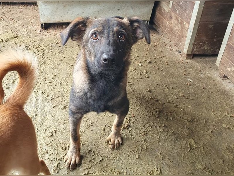 ♥ORLANDO♥ wunderschöner gestromter Jungrüde mit wundervollem Charakter 46 cm