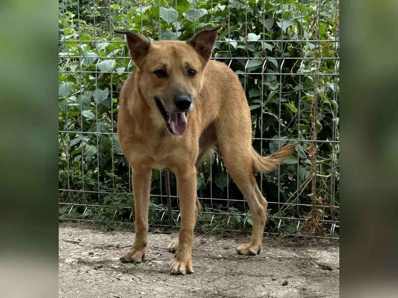 ⭐️FEIVEL⭐️, Rüde, 4,5 Jahre, 46 cm, Mischling, Tierschutz Rumänien
