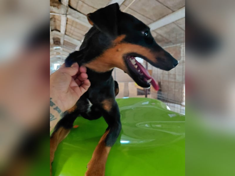 ⭐️PITTI⭐️, sanfte Hündin, 1,5 Jahre, 42 cm, Mischling, Tierschutz Rumänien
