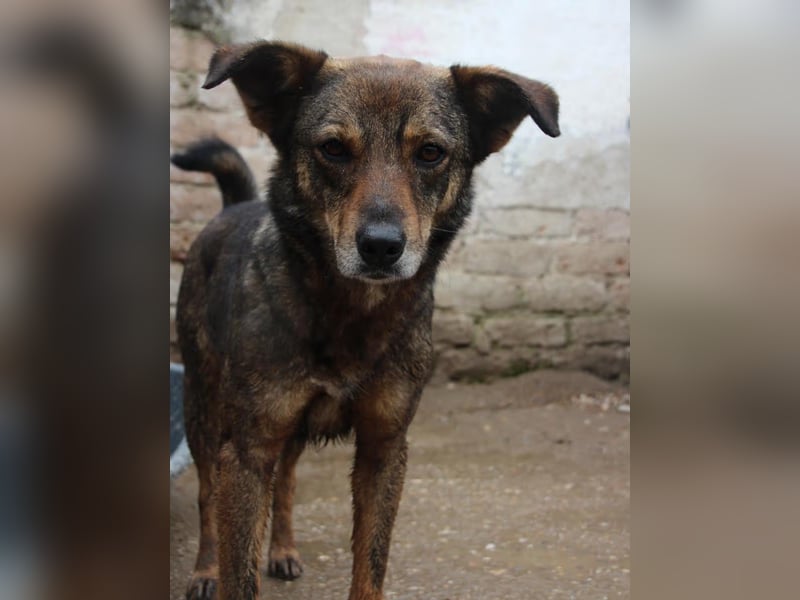 ⭐️FIONA⭐️, Hündin, 4,5 Jahre, 44 cm, Mischling, Tierschutz Rumänien
