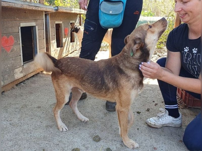 ♥CODY♥ bildhübscher, ganz verschmuster und lieber Rüde, der so die Nähe von Menschen sucht 48cm