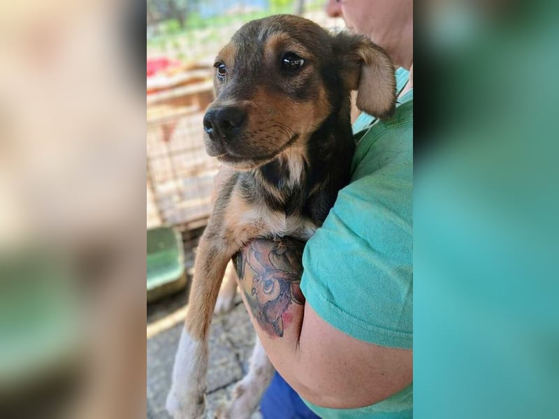 ♥ANDY♥ zuckersüßer, verspielter Junghund - mittelgroß