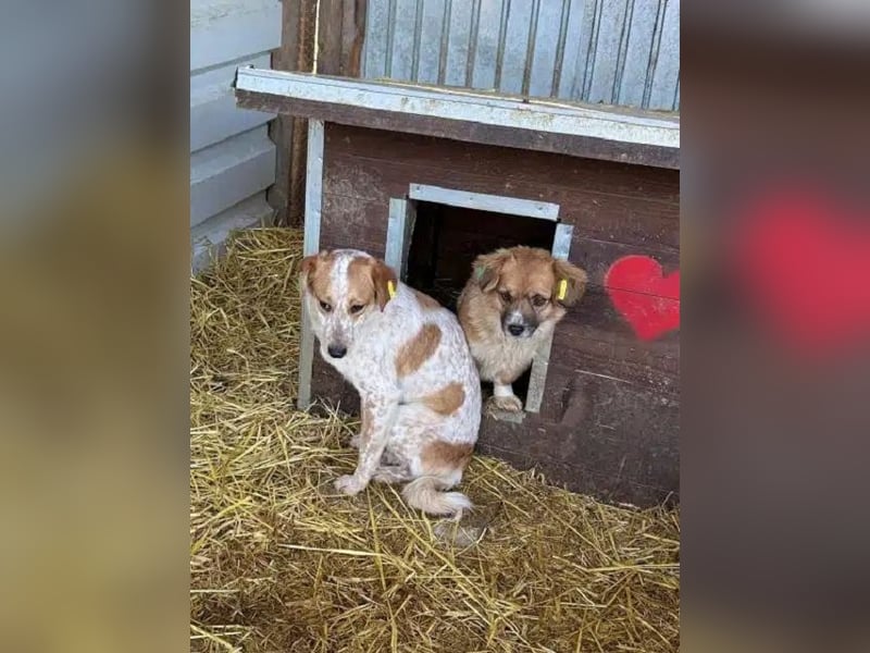♥LUZ♥ süße, noch zurückhaltende Junghündin mit wunderschöner Fellzeichnung 45 cm