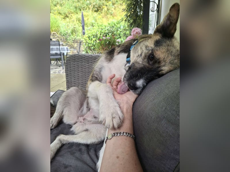 OLIVIA, Traumhündin, 2 Jahre, 50 cm, Pflegestelle 53773, Tierschutz Rumänien