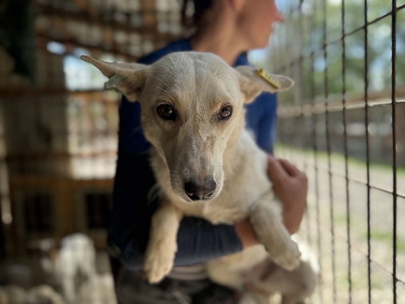 ♥NOEMI♥ hübsche weiße, anfangs noch zurückhaltende sensible Seele 47 cm