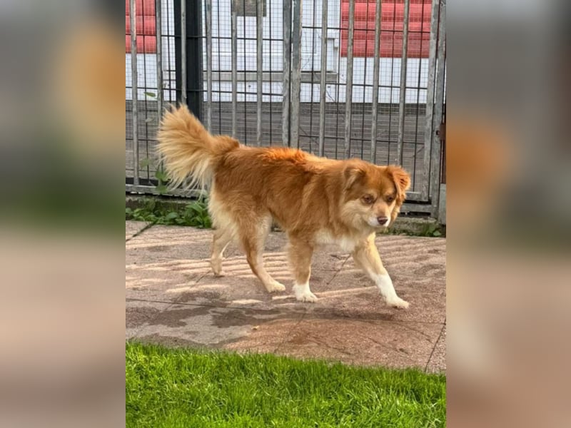 ♥BENNY♥ auf Pflegestelle bei Köln - süßer, ganz menschenbezogener Rüde 42cm