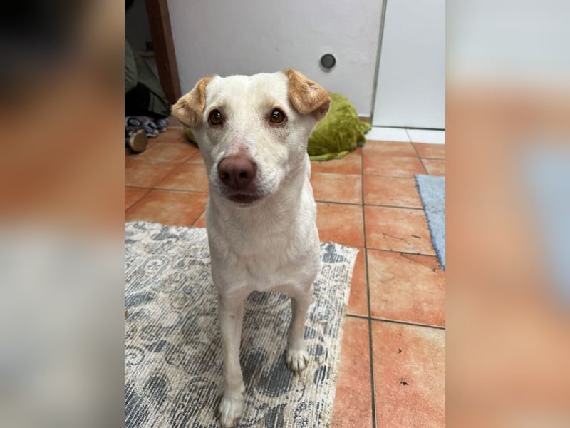 ♥MALEEN♥ auf Pflegestelle bei Duisburg - bildhübsche, süße, sanfte Hündin 47 cm