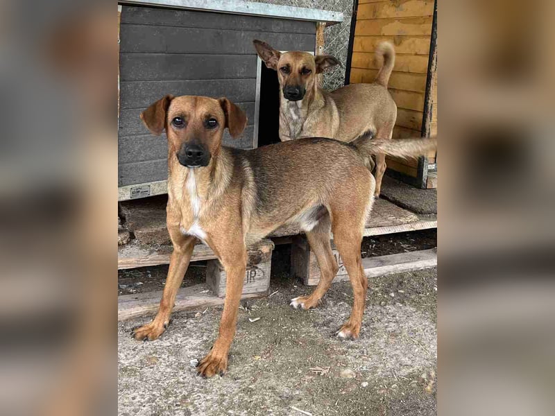 ⭐️BIBOSCH⭐️, toller Welpenjunge, 11 Monate, 41 cm, Mischling, Tierschutz Rumänien