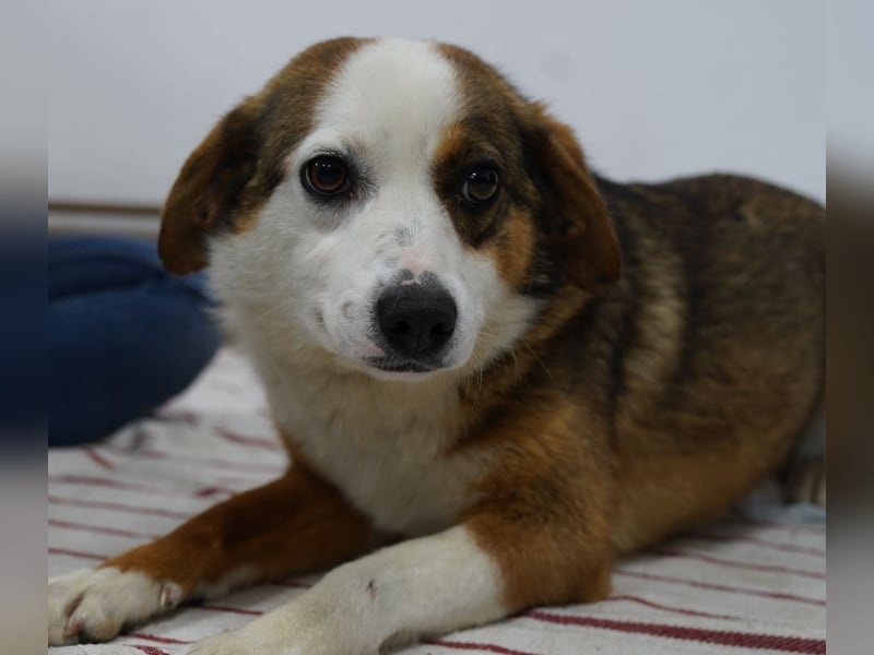 FELIPA, ab 22.08. Pflegestelle Hennef, 1 Jahr, 44 cm, Tierschutz Rumänien