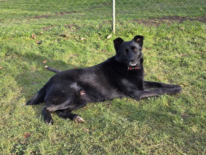 ♥KINDRA♥ auf Pflegestelle bei Köln - süße, verschmuste und unkomplizierte Hündin 50 cm