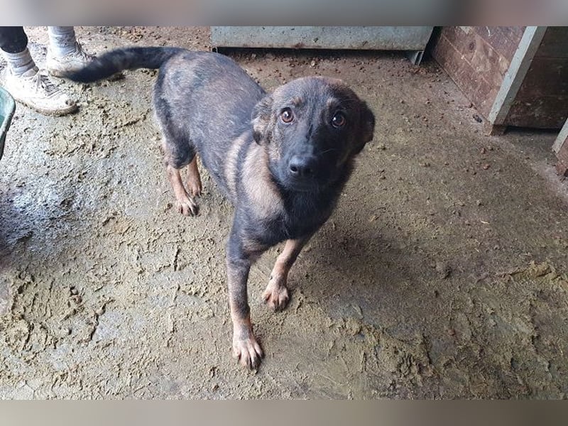 ♥ORLANDO♥ wunderschöner gestromter Jungrüde mit wundervollem Charakter 46 cm