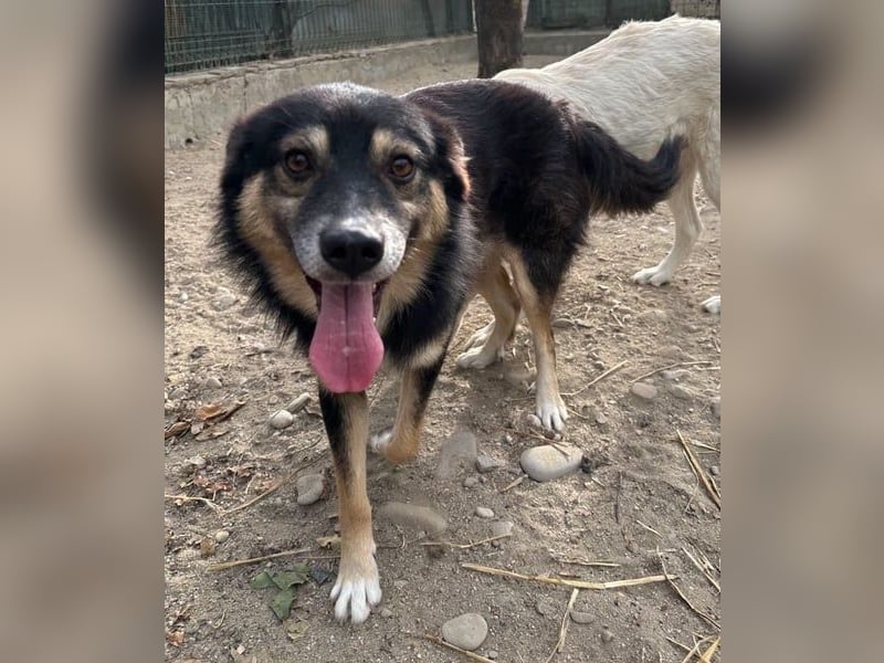 ⭐️SAERO⭐️, idealer Familienhund, Rüde, 4,5 Jahre, 46 cm, Mischling, Tierschutz Rumänien