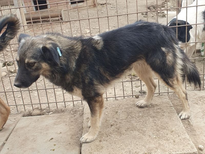 ♥PEARL♥ wunderschöne, liebe, noch unsichere Hündin mit einem Steh- und einem Knickohr 48 cm