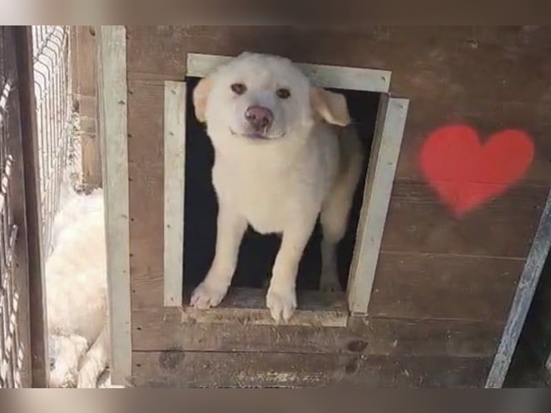 ♥ELIAS♥ süßer, sehr zutraulicher, verspielter Bub, der aussieht wie ein kleiner Eisbär - mittelgroß