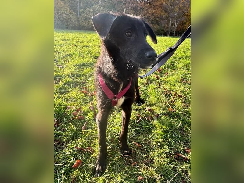 ♥CHICO♥ auf Pflegestelle in Köln - zuckersüßer, verschmuster, sanfter Junior 49 cm