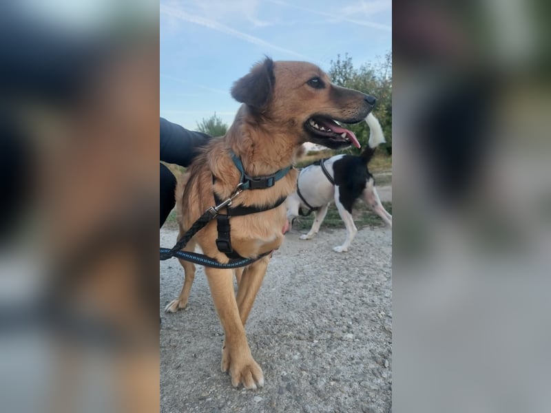 ARMANI, schüchterne Frohnatur, 1 Jahr, 43 cm, Mischling, Tierschutz Rumänien