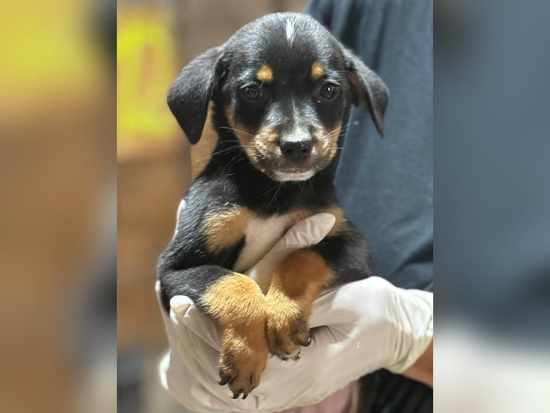 ⭐️Mokka ⭐️, sanfter Welpe, Rüde, 3 Monate, 20 cm (im Wachstum), Mischling, Tierschutz Rumänien