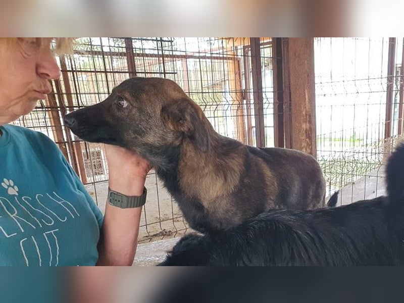 ♥ORLANDO♥ wunderschöner gestromter Jungrüde mit wundervollem Charakter 46 cm