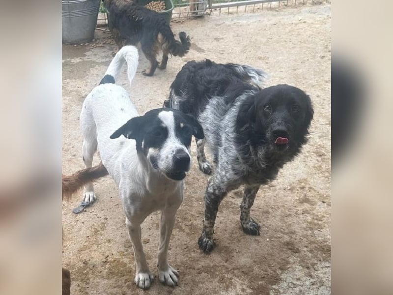 ♥ANIKA♥ zauberhafte, total menschenbezogene, zarte Hündin mit der handlichen Größe von 45 cm