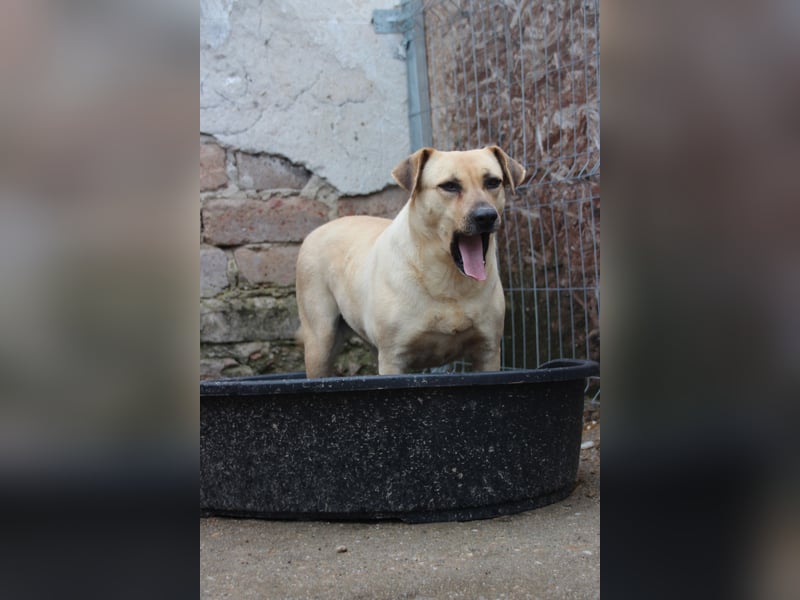 ⭐️MELINA⭐️ verschmuste Hündin, 4 Jahre, 48 cm, Mischling, Tierschutz Rumänien