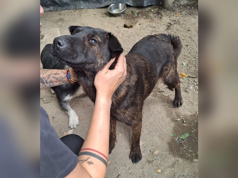 ⭐️ZANA⭐️, Knutschkugel, Hündin, 8,5 Jahre, 45 cm, Mischling, Tierschutz Rumänien