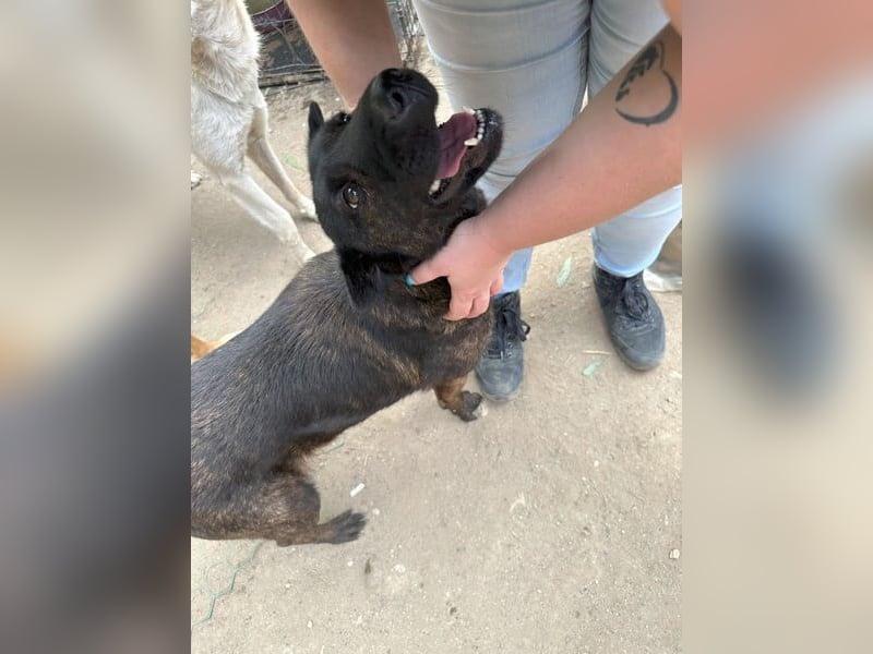 ⭐️ZANA⭐️, Knutschkugel, Hündin, 8,5 Jahre, 45 cm, Mischling, Tierschutz Rumänien