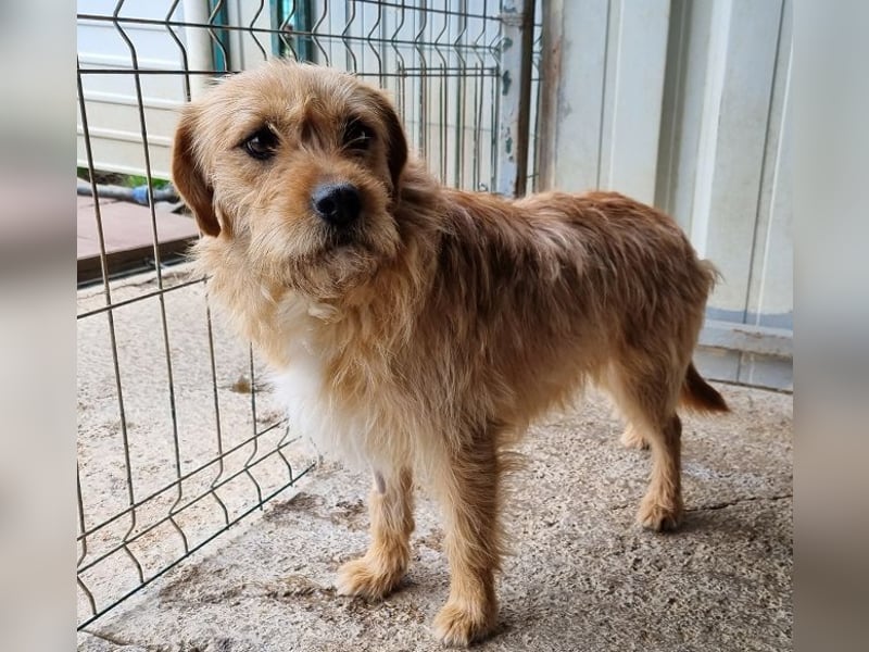 ♥CHUPPY♥ wunderbarer, feinfühliger Rüde - ein echter Hingucker 42 cm