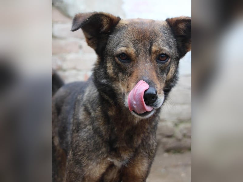 ⭐️FIONA⭐️, Hündin, 4,5 Jahre, 44 cm, Mischling, Tierschutz Rumänien