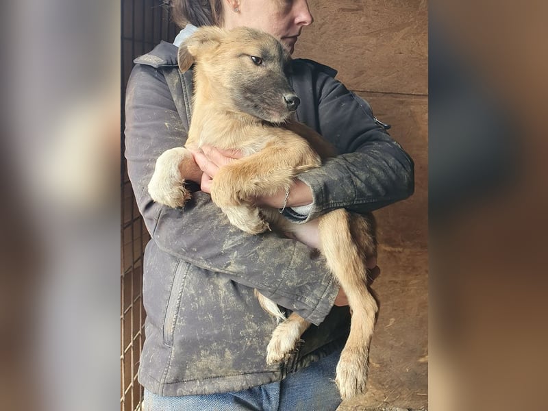 ♥LORD♥ ganz niedlicher,sehr lieber Junghund, der in einem dunklen Zwinger hocken muss - mittelgroß