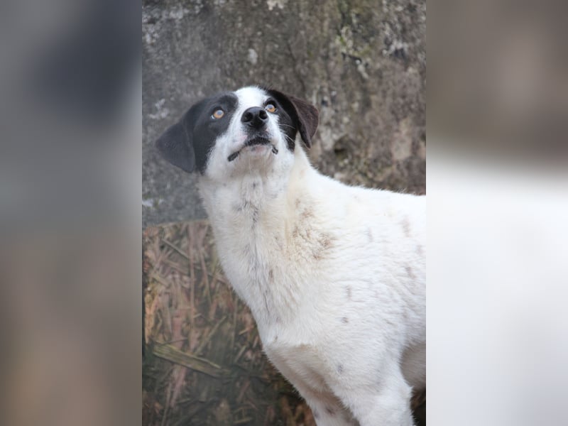 ⭐️SNOW⭐️, Herzensbrecher, Rüde, 1,5 Jahre, 50cm, Mischling, Tierschutz Rumänien