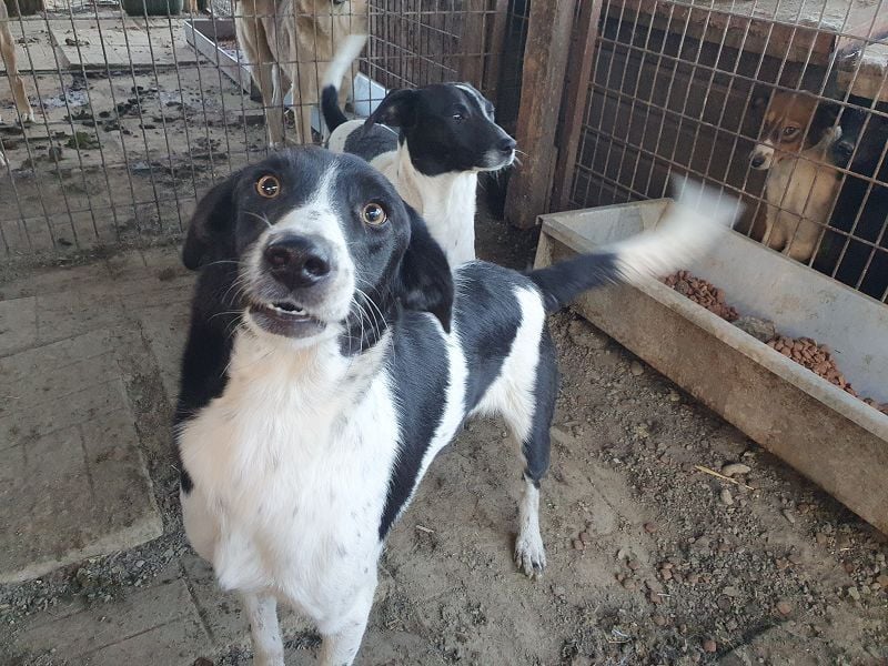 ♥SANCHO♥ wunderbarer, hübscher, anhänglicher, sensibler Jungrüde 48 cm